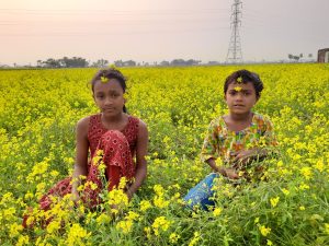 ঝিনাইদহে মাঠের পর মাঠ দিগন্ত বিস্তীর্ণ বিশাল সরিষার ভান্ডারে পরিণত, এ যেন এক হলুদের সমারহ