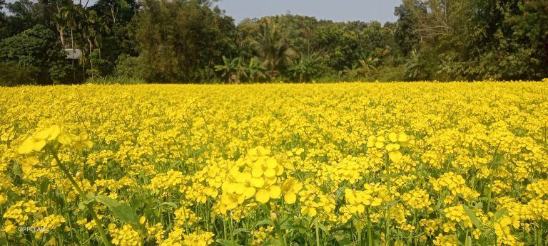 মধুখালীতে ২০ কোটি টাকার সরিষা উৎপাদনের আশা