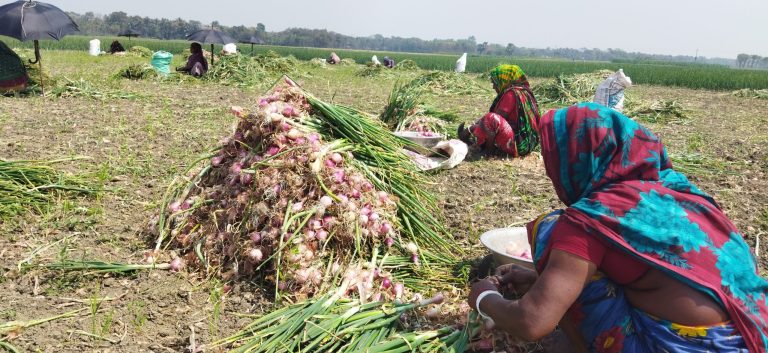 উৎপাদিত সাড়ে ৪ লক্ষ মেট্রিক টন পেঁয়াজ ৪ হাজার ৫০০ কোটি টাকা বিক্রি হবে রাজবাড়ীর বাজারে উঠেছে নতুন হালি পেঁয়াজ