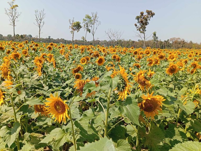 বালিয়াকান্দিতে চোখ জুড়িয়ে সবুজ পাতার ফাঁকে উঁকি দিচ্ছে সূর্যমুখী